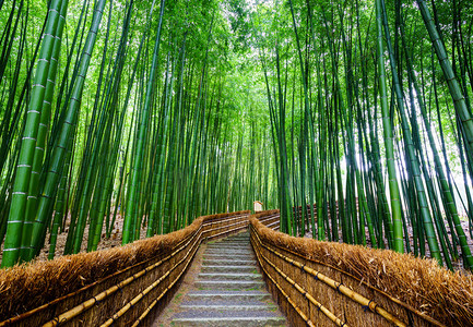 竹子林，岚山，京都，日本的路径
