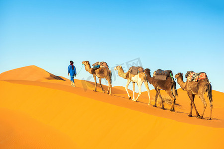 摄影照片_在撒哈拉沙漠上的骆驼商队