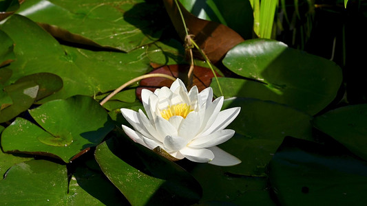 夏日荷花睡莲花开特写