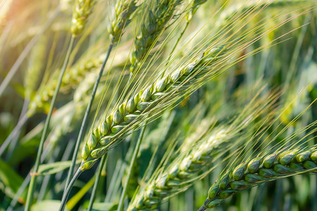 小麦丰收摄影照片_阳光下青绿色饱满的麦穗摄影图配图