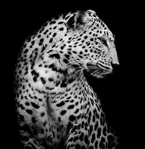 黑色和白色侧的豹