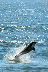 鱼儿跃出水面摄影照片_海豚跃出水面