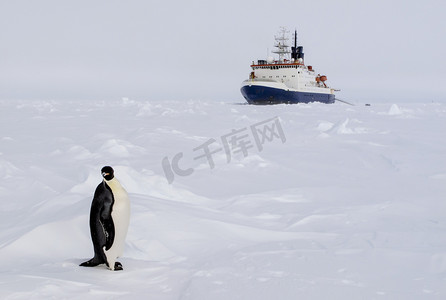 一只帝企鹅和在回地面的极地破冰