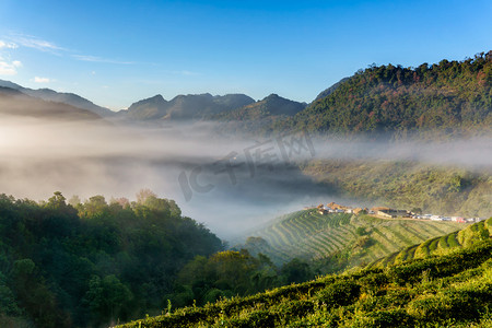 茶园美丽景观在 Doi 在进山，清迈，泰国著名的旅游胜地