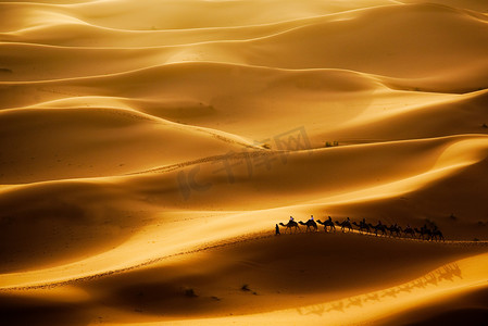 行进的骆驼摄影照片_骆驼商队