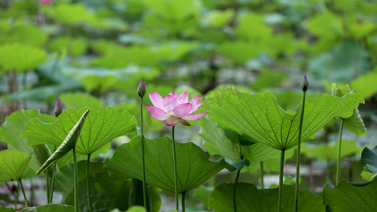 青蛙跳荷叶摄影照片_夏季荷花盛放荷叶植物自然实拍