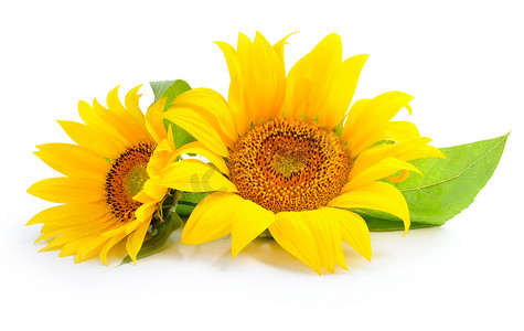 agriculture摄影照片_Sunflowers are on a white background