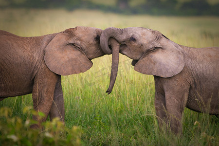 赛马摄影照片_爱，马赛马拉，肯尼亚的大象