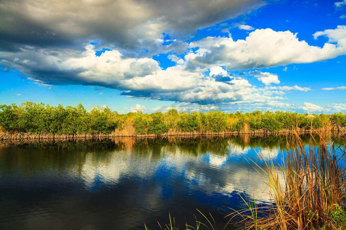 春天森林里的沼泽风景图片 - 免费可商用图片 - CC0素材网