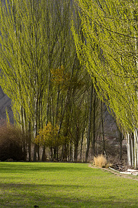 公园树林背景摄影照片_阳光下的草地和树林摄影图配图