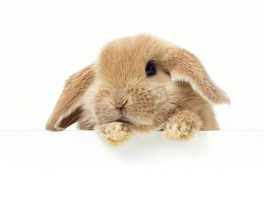 嫦娥小兔子摄影照片_兔子