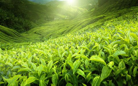 te摄影照片_茶园金马伦高原，马来西亚