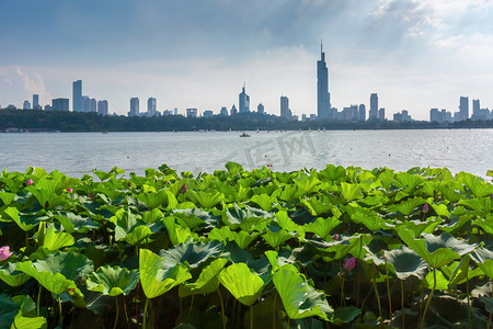 夏日南京玄武湖荷叶与城市天际线摄影图配图