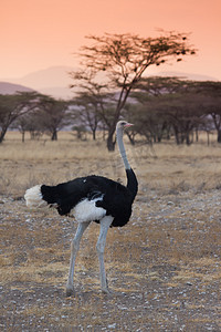 在大草原日落肯尼亚鸵鸟