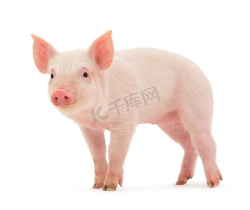 戴耳机的动物卡通摄影照片_动物养殖家畜白猪家猪