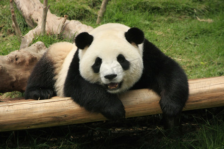 大熊猫熊（Ailuropoda Melanoleuca），中国