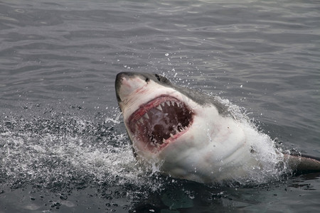 fingers摄影照片_Attack great white shark