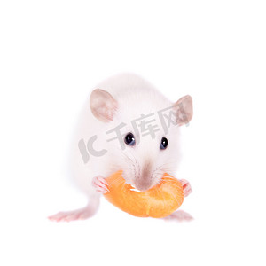 白色的实验室老鼠在偷吃胡萝卜