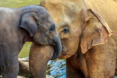 大象和小象摄影照片_大象和小象