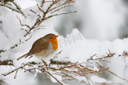 neve摄影照片_Robin in the snow