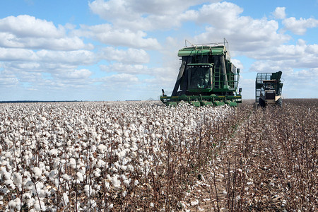 crop摄影照片_cotton fields