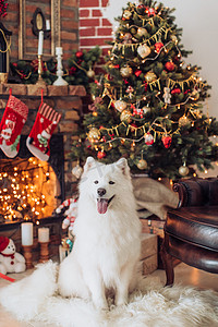 萨摩耶德犬附近圣诞树 