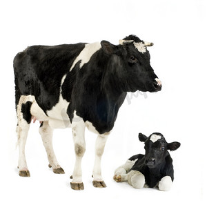母牛和她小牛