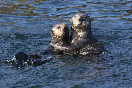 female and young sea otter floating in the waters off the island