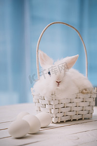 白色兔子摄影照片_白色复活节兔子坐在篮子里, 鸡蛋放在桌子上