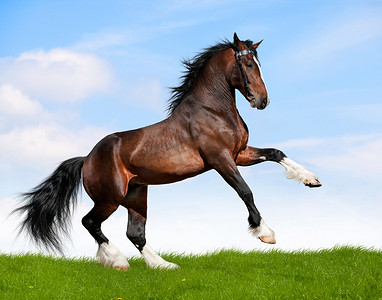 landscape摄影照片_Bay horse gallop