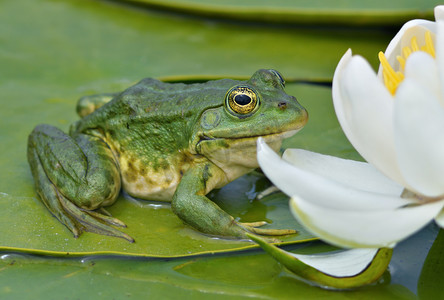 卡通青蛙动图摄影照片_沼泽青蛙坐在绿叶上