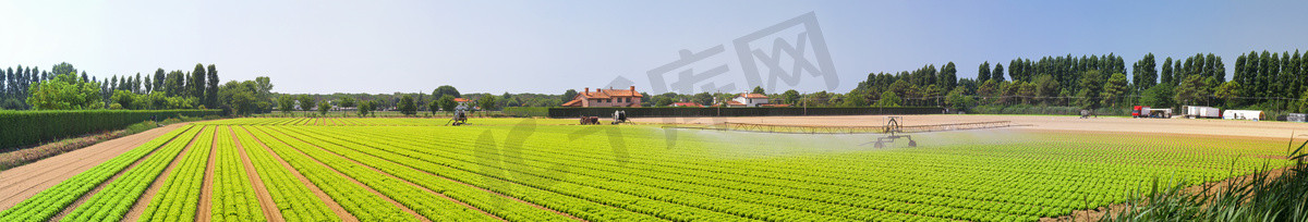 Panoramic salad field