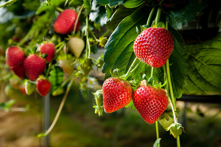 灌溉摄影照片_草莓种植灌溉系统