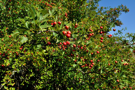 hawthorn berries
