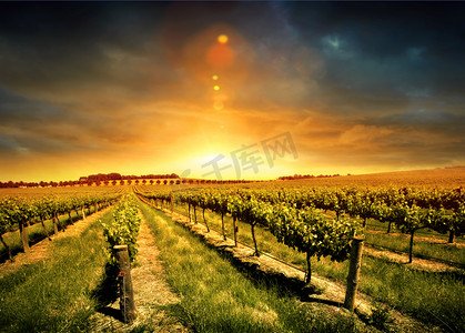 agriculture摄影照片_Stunning Vineyard Sunset