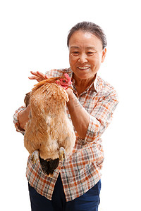 农民拿着一只老母鸡