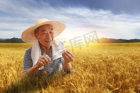 老年人摄影照片_农民在麦田里查看小麦