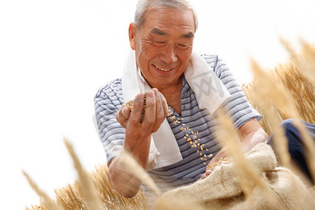 农民用手捧着麦粒