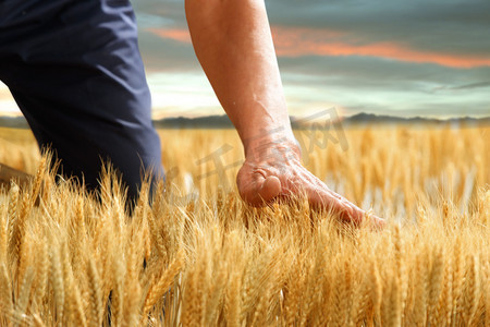 农民用手抚摸麦穗