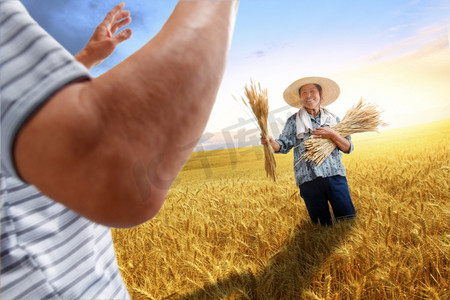 农民夫妇在麦田里收割麦子