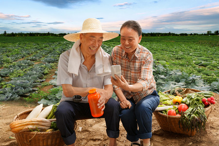 农民夫妇坐在田头看手机