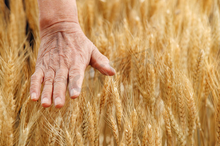 金色麦子摄影照片_农民用手抚摸麦穗