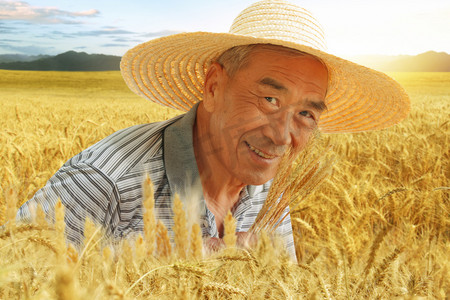 小麦麦穗摄影照片_农民在麦田里查看小麦