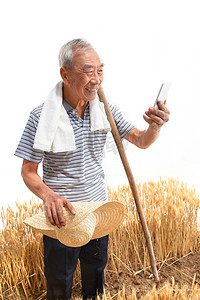 垂直农业摄影照片_农民站在麦田里看手机