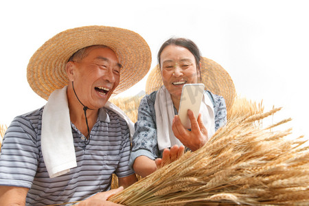 直播聊天摄影照片_农民夫妇在麦田里用手机视频