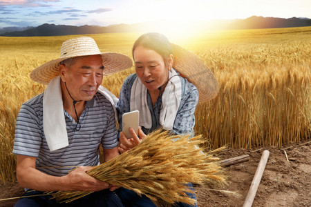 农民夫妇坐在麦田里用手机视频