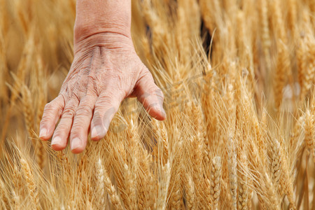 农民用手抚摸麦穗