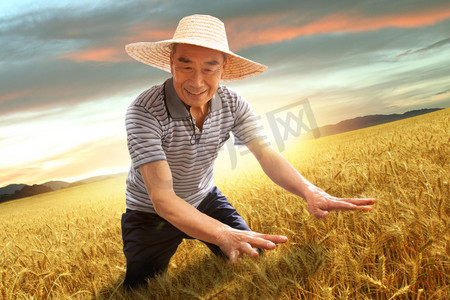 农民站在麦田里用手抚摸麦穗