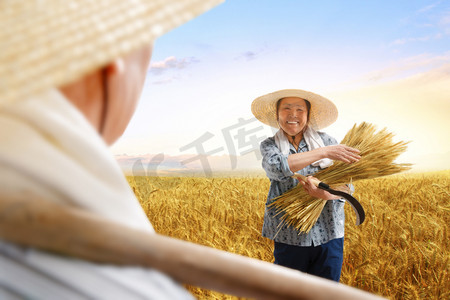金色麦子摄影照片_农民夫妇在麦田里收割麦子