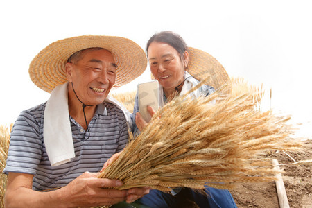 农村直播摄影照片_农民夫妇在麦田里用手机视频